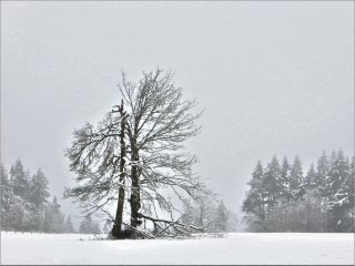 snowy tree.jpg